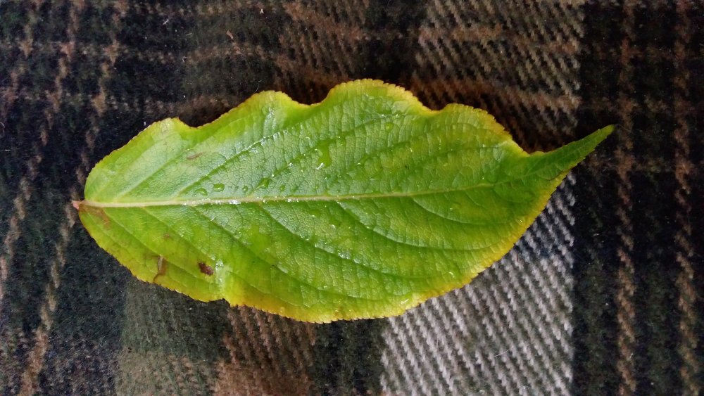 lenovo-vibe-p1-pro-c72-review-15